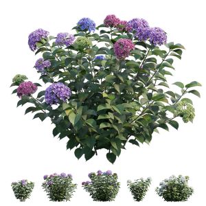 Hydrangea Plant Set 33