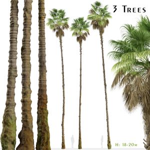 Set Of Mexican Fan Palm Trees Washingtonia Robusta