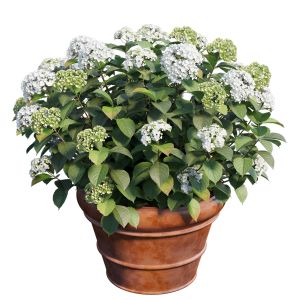 Hydrangea In Planters Set 05