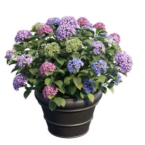 Hydrangea In Planters Set 03