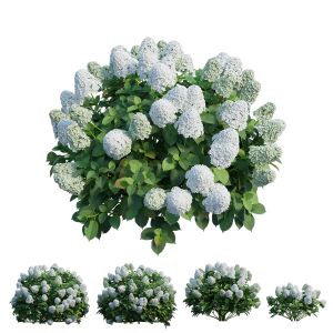 Hydrangea Plant Set 30