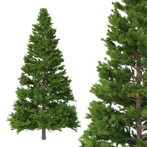 Picea Abies No 5