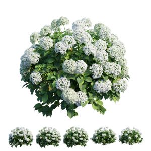 Hydrangea Plant Set 29