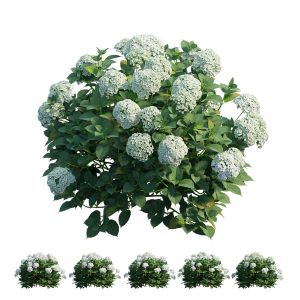 Hydrangea Plant Set 27