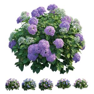 Hydrangea Plant Set 25