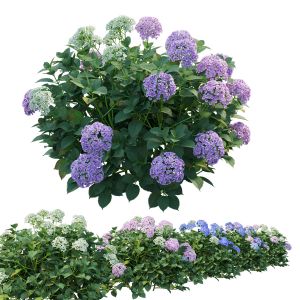 Hydrangea Plant Set 24