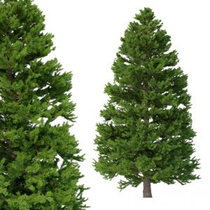 Picea Abies No 6