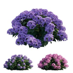 Hydrangea Plant Set 22