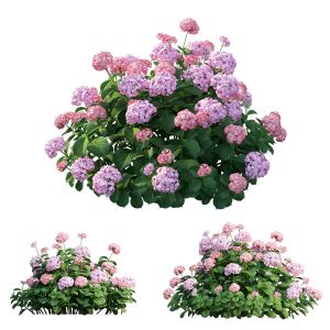 Plants Hydrangea Set 20