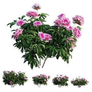 Peony Plant 04