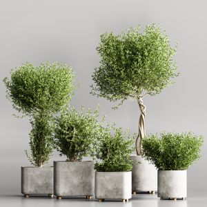 Plant Collection Set