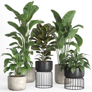 Indoor Plants In Metal And Concrete Pot-set 31