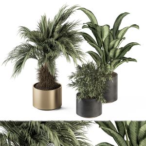 Indoor Plant Set 256 - Plant Set In Pot