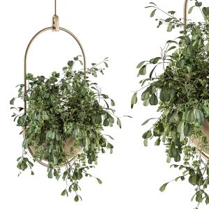 Indoor Plant Set 283 - Hanging Plants