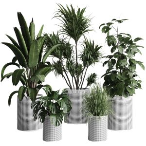 Collection Indoor Plant 272 Pot Plam Monstera Rave