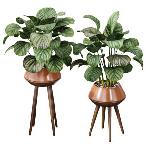 Calathea Orbifolia House Plant