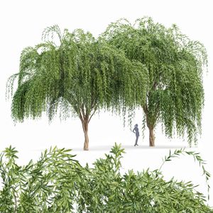 Weeping Willow Tree