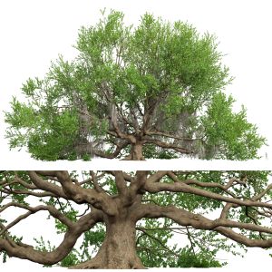 Angel Oak Live Tree Lying Floor