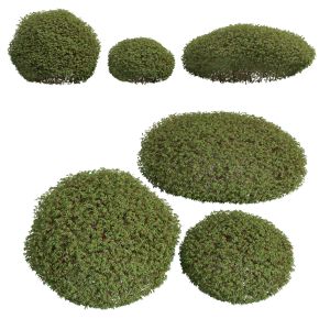 Pyrrosia Lingua Hedge Sphere Bush