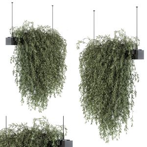 Indoor Plant Set 288 - Hanging Plants