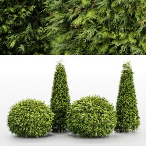 Evergreen Shrubs - Golden Globe Dwarf Thuja