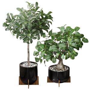 Ficus Sam Ficus Jim House Plant