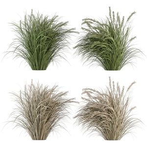 Pampas Bush Dried And Fresh - Bush Set 42