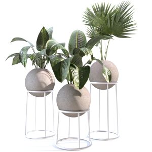 Indoor Plants Collection - Set 01