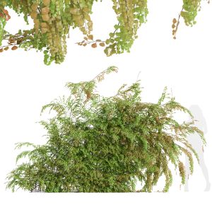 Adiantum Capillus Veneris Fern Wall Grow Bottom02