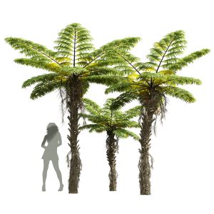 Alsophila Spinulosa Fern Decorative Medium Tree