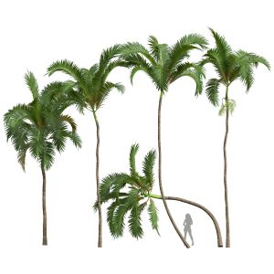 Areca Catechu Tree