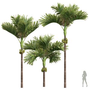 Areca Catechu Decorative Garden Fruit Tree