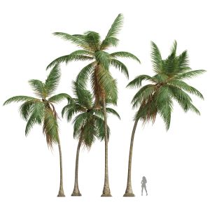 Cocos Nucifera Medium Tree