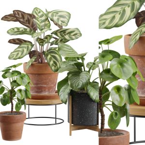 Indoor Plants Pack 25