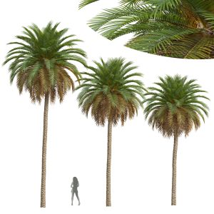 Phoenix Canariensis Tree