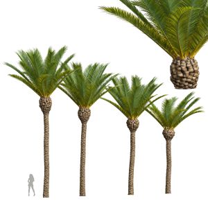 Phoenix Canariensis Decorative Garden Tree