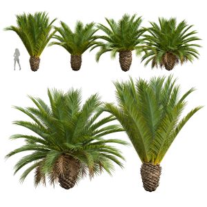 Phoenix Canariensis Decorative Garden Small Tree