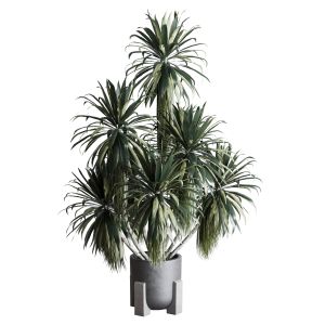 Palm Plant In Concrete Dirt Vase  Indoor Plant 275