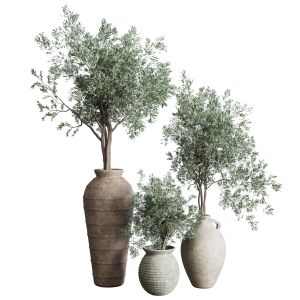 Olive Tree In An Old Earthenware Vase Indoor Set