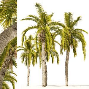 5 Queen Palm Trees