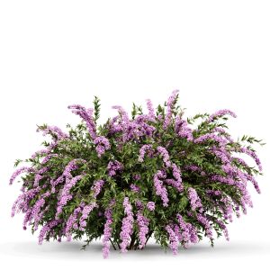 Spiraea Cinerea 3 Material Grefsheim Flowering Shr