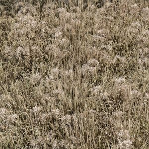 Wild Grass Dried And Wheat - Grass Set 02