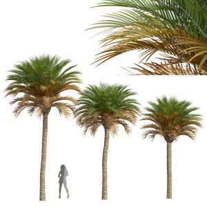 Phoenix Canariensis Medium Tree