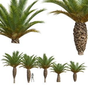 Phoenix Canariensis Small Tree