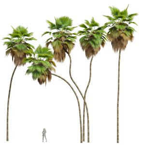 Pritchardia Pacifica Tree