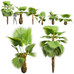 Pritchardia Pacifica Small Garden Decorative Tree