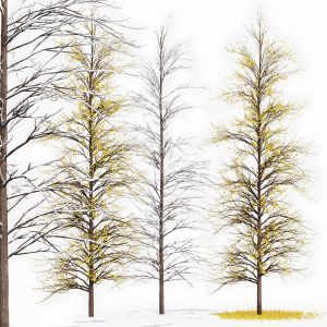 Real Tree Maidenhair Ginkgo Biloba Winter Tree