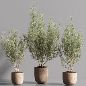 Indoor Plant Olive Set 10