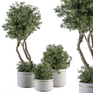 Indoor Plant Set 309 - Needle Tree And Bush