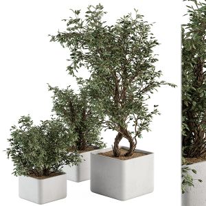 Outdoor Plant Set 302 - Plant Set In Concrete Pot